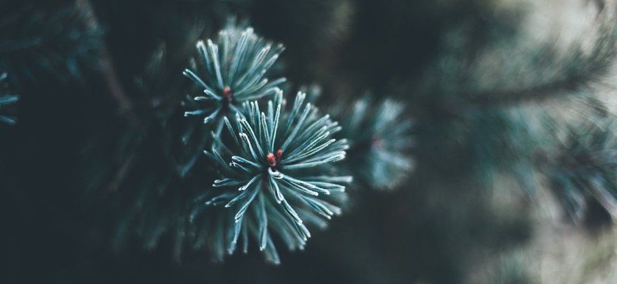 Locarno ripropone la raccolta degli alberi di Natale dopo le feste