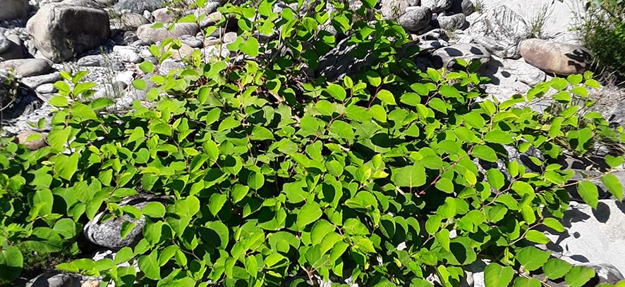 Strategia sull’arco di 10 anni per la lotta alle neofite invasive