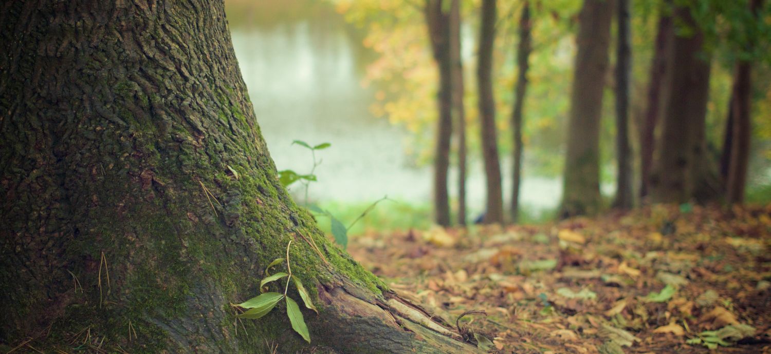 Educazione e natura: il nuovo volto del Bosco dei Saleggi a Locarno